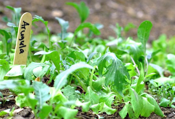 Photograph of arugula garden