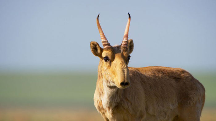 A photo of a saiga antelope