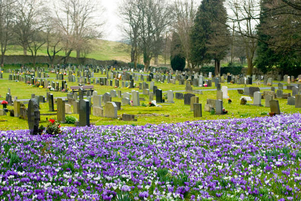 Photo of a cemetery with purple flowers surrounding it