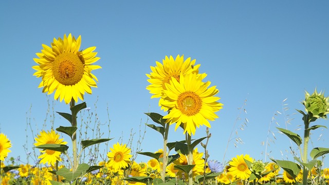 Some pretty chill looking sunflowers