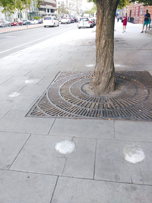 Photo showing six cement circles around three sides of an iron tree planting area on a sidwalk.