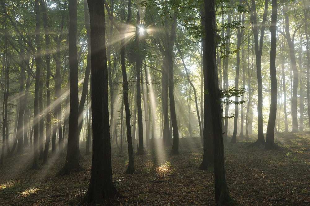 Rays of light shine through a heavily forested area.