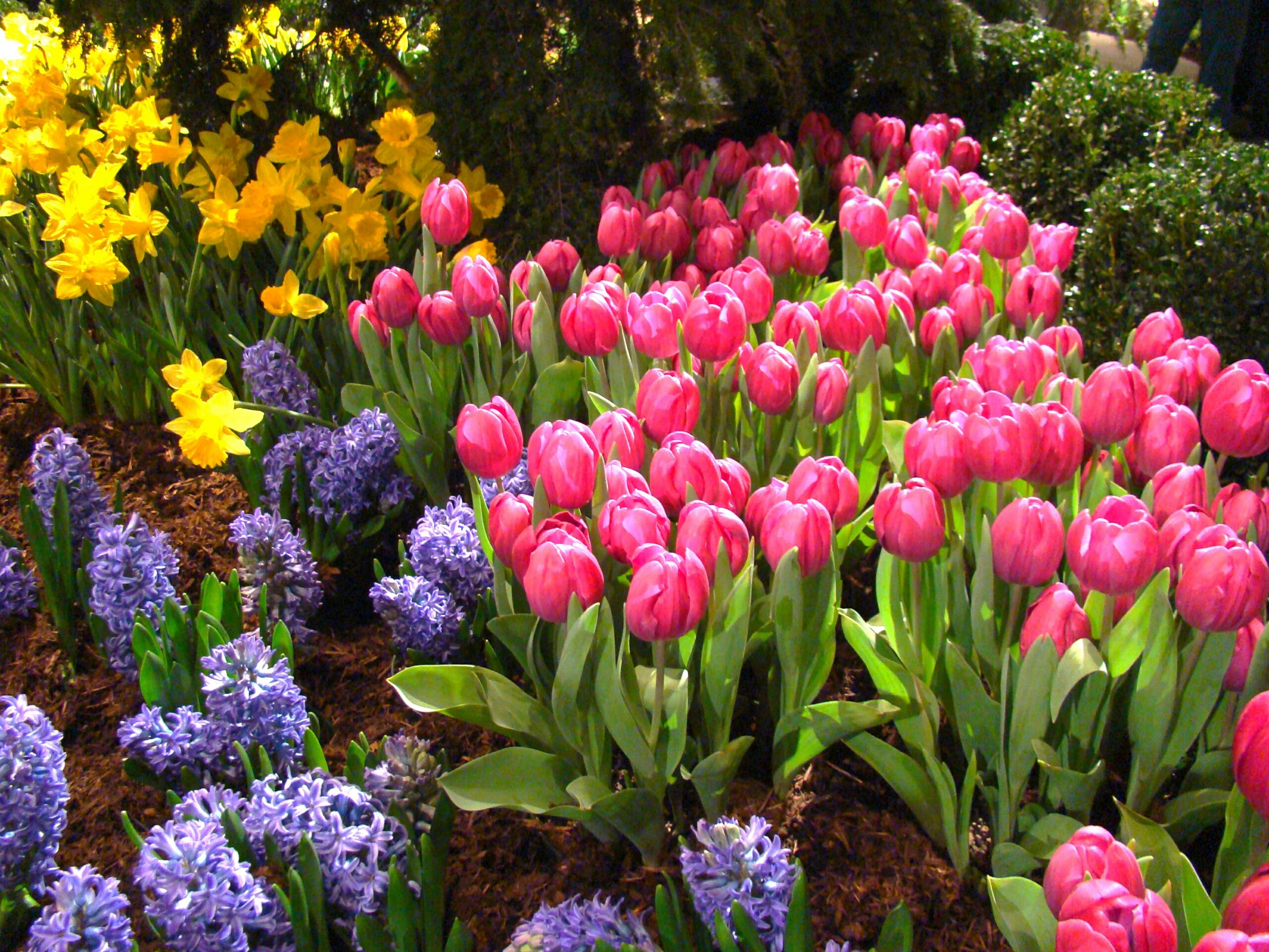 Photo of flowers