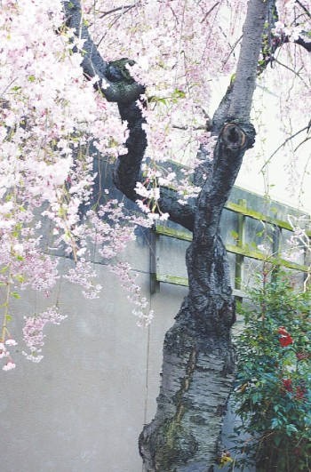 Photo of a cherry blossom tree