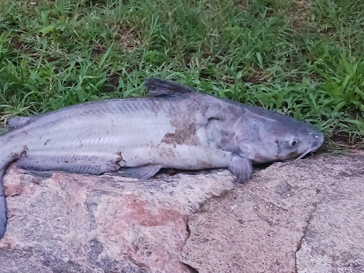 A fish on stones with grass in the background
